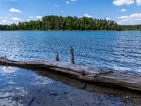 Toter Baumstamm am Ostufer des Großen Ostersees